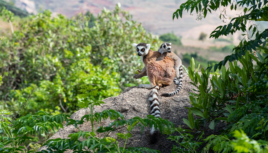 Lemurs, Madagascar